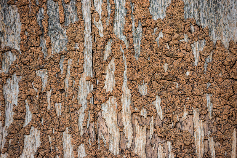 Termite damaged wood found while preforming home inspection services